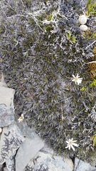 Celmisia laricifolia