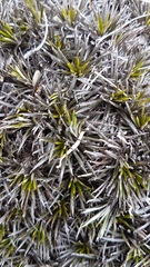 Celmisia laricifolia