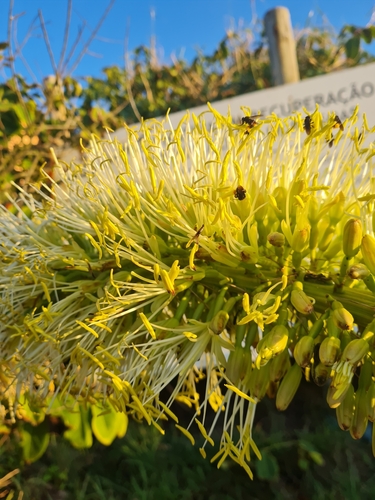 Image of Agave attenuata by no rights reserved