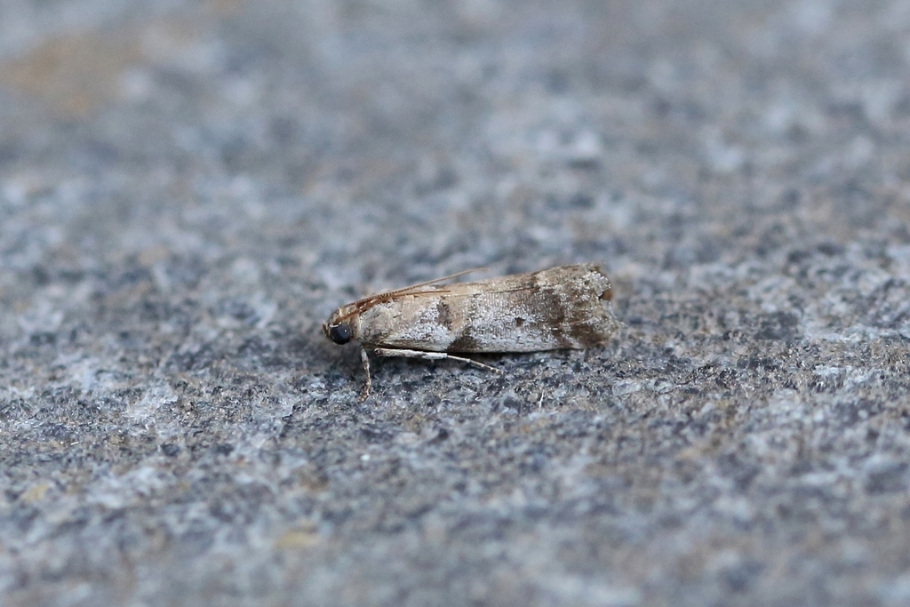 Acrobasis glaucella
