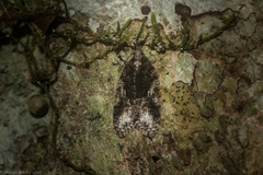 Polylopha epidesma