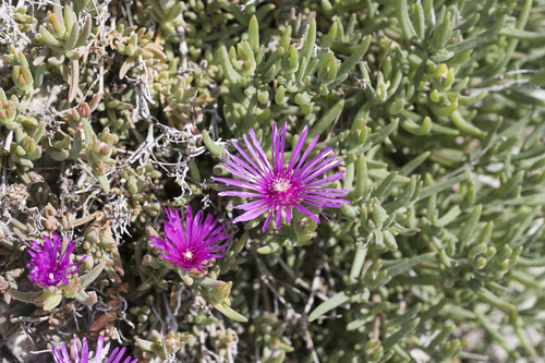 Delosperma cooperi