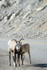 Ovis dalli stonei