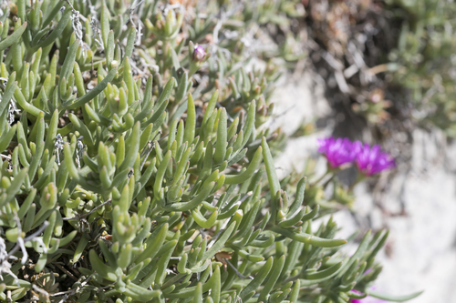 Delosperma cooperi