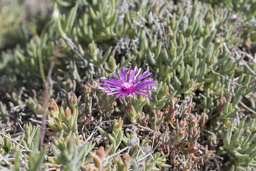 Delosperma cooperi