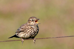 Galerida magnirostris