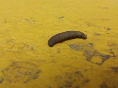 Insecta