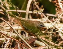 Tawny-Breasted Wren-Babbler photo 1