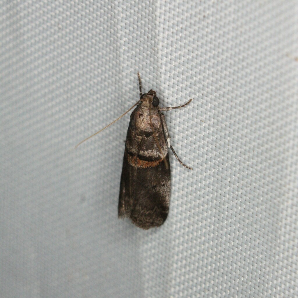 Kearfott's Acrobasis Moth from Saxon Park on June 20, 2023 at 11:32 PM ...