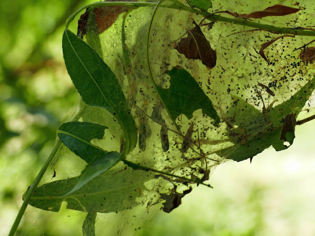 Orchard Ermine