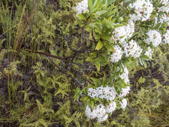 Pimelea longifolia