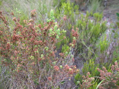 Erica setacea