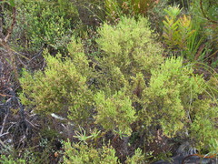 Erica axillaris