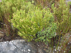 Erica serrata