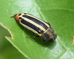 Acmaeodera grata grata