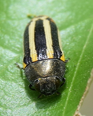 Acmaeodera grata grata