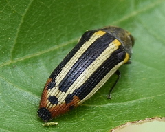 Acmaeodera grata grata