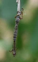 Leptogastrinae