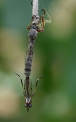 Leptogastrinae