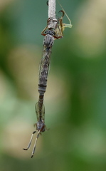 Leptogastrinae