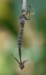 Leptogastrinae