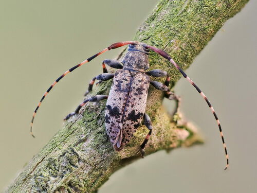Leiopus femoratus Fairmaire, 1859