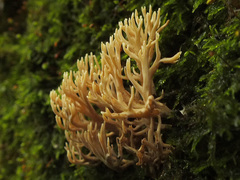 Lentaria byssiseda