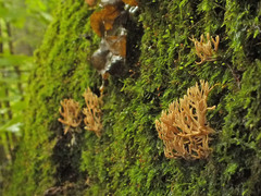 Lentaria byssiseda