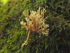 Lentaria byssiseda