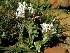 Lapeirousia pyramidalis pyramidalis