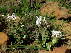 Lapeirousia pyramidalis pyramidalis