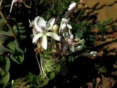 Lapeirousia pyramidalis pyramidalis