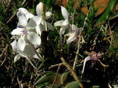 Lapeirousia pyramidalis pyramidalis