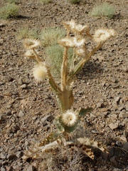 Carduoideae