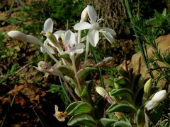 Lapeirousia pyramidalis pyramidalis