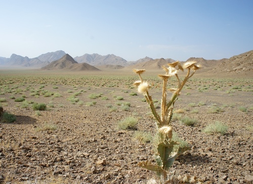 Onopordum acanthium iNat (3)