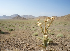 Carduoideae