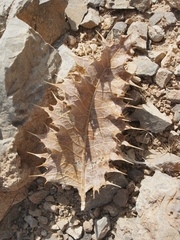 Carduoideae