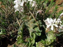 Lapeirousia pyramidalis pyramidalis