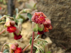 Hermannia ternifolia
