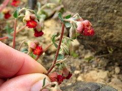 Hermannia ternifolia