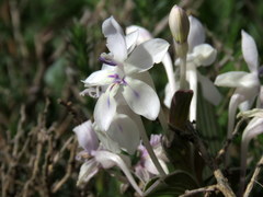 Lapeirousia pyramidalis pyramidalis
