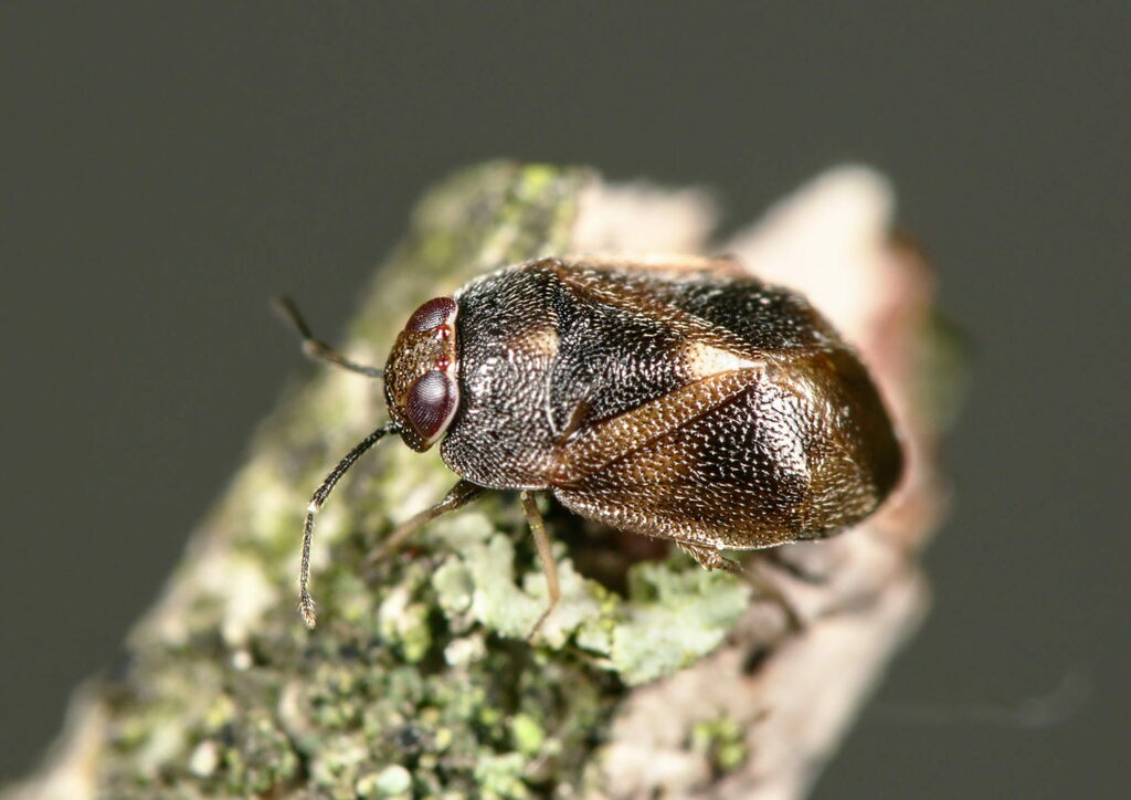 Isometopus intrusus