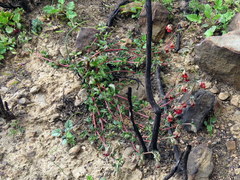 Hermannia ternifolia