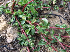 Hermannia ternifolia