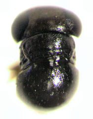 Baeus