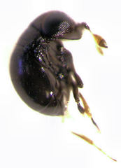 Baeus