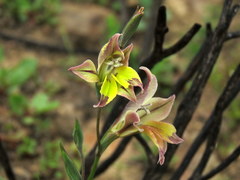 Gladiolus permeabilis