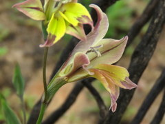 Gladiolus permeabilis