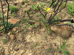Gladiolus permeabilis
